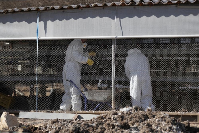 Kuş gribi alarmı: 6.5 milyon kanatlı hayvan itlaf edildi