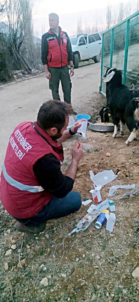 Enkazdan 637 saat sonra 2 keçi canlı çıkarıldı