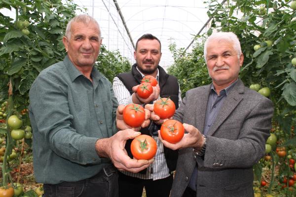 İhracatının açılması, üreticinin yüzünü güldürdü
