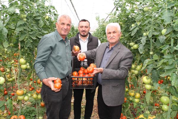 İhracatının açılması, üreticinin yüzünü güldürdü