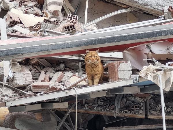 Malatya'da tahliye edilen bina kendiliğinden çöktü!