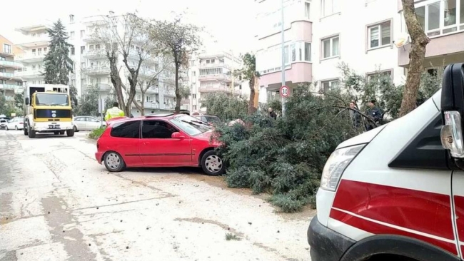 Bursa'da alkollü sürücü ağacı devirerek durabildi