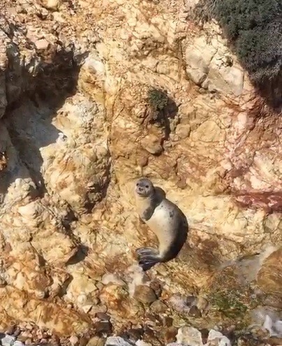 Fok balığının bu görüntüleri gülümsetti