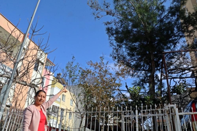 Evinin bahçesindeki tırtılları süpüren kadın hastanelik oldu