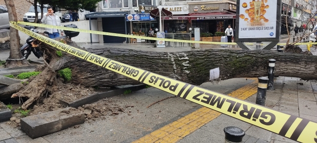 Fatih’te çürüyen ağaç iki otomobilin üzerine devrildi