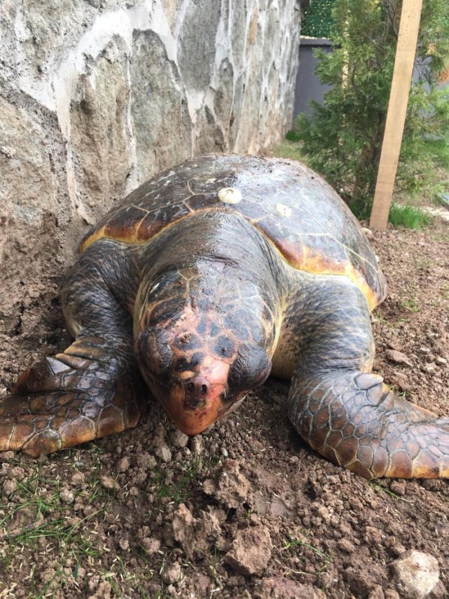 100 kiloluk deniz kaplumbağası kıyıya vurdu