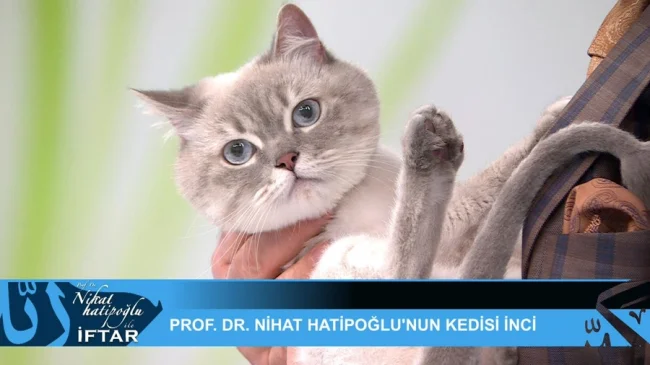 Canlı yayına kedisi ile çıktı