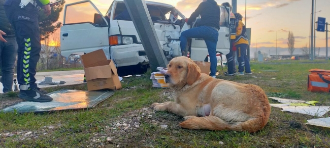 Araçta sıkışan sürücüyü köpeği yalnız bırakmadı
