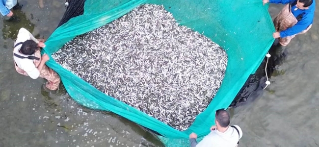 İznik Gölü'nde gümüş balığı bereketi