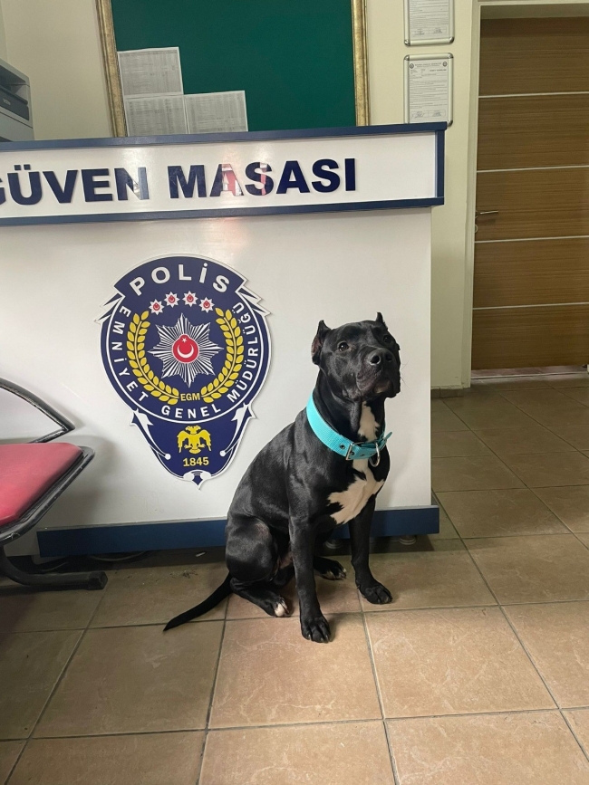 Köpeğe eziyet eden şahıs gözaltına alındı