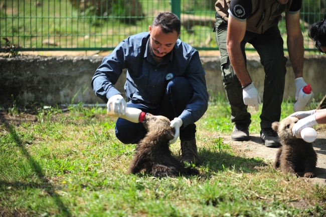 Yavru ayılar Bursa'da barınağın yeni maskotları oldu