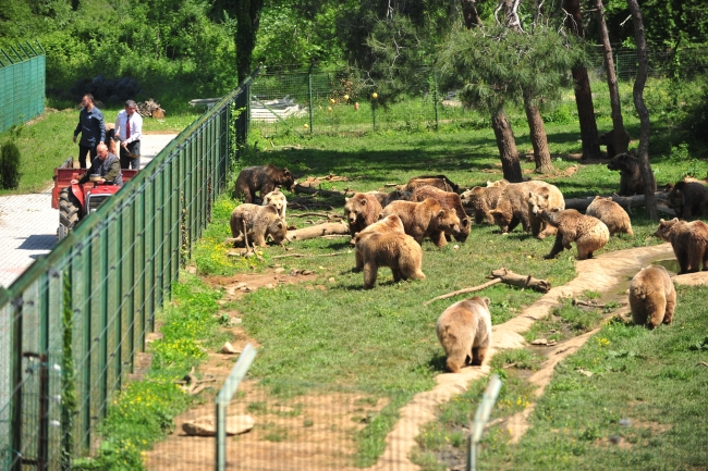 Yavru ayılar Bursa'da barınağın yeni maskotları oldu