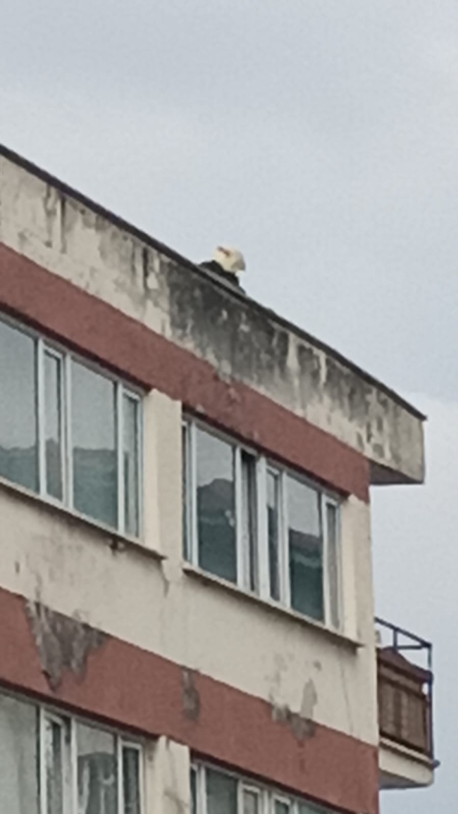 Çarşamba'da yangın paniği
