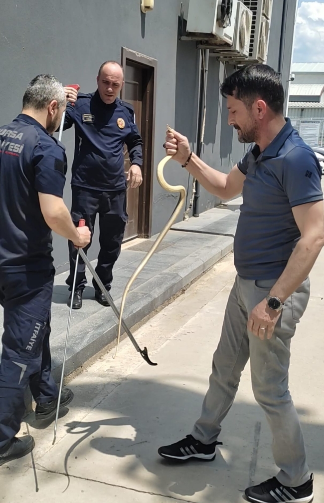 Bursa'da akaryakıt istasyonunda bulunan yılan doğaya salındı
