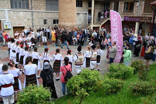 Uluslararası Gül Festivalinde gül toplama etkinliği