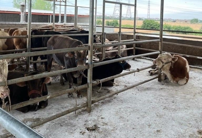 Kırklareli 27 kaçak hayvan ele geçirildi