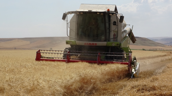 Siirtli çiftçiler ekili araziden yüksek rekolte bekliyor