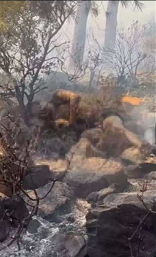 Orman yangınından vahşet çıktı! Ceset ateşe verilmiş