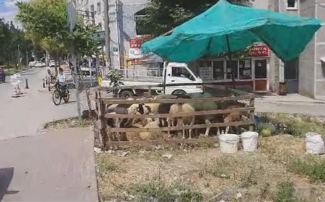 Bursa'da mahalle arasında kurban satışına izin yok