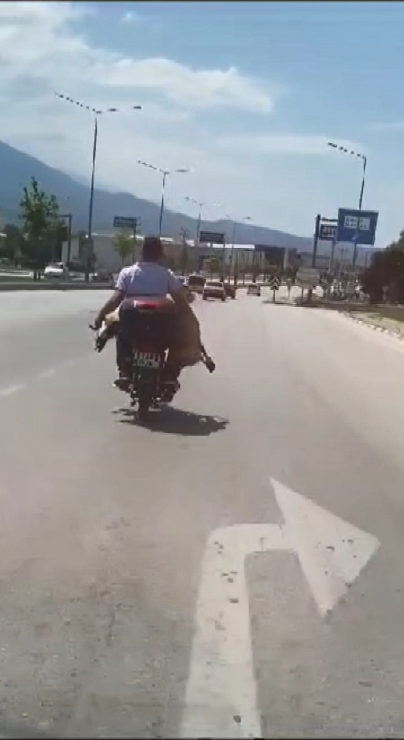 Kaçak koyun İnegöl trafiğini birbirine kattı