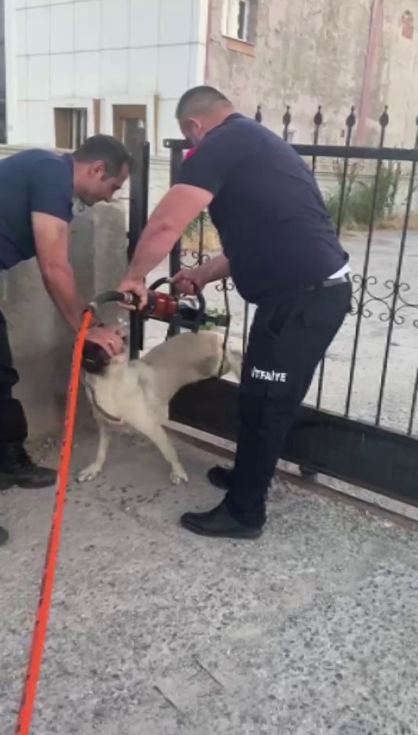 Sivas’ta demir kapıya sıkışan köpek kurtarıldı