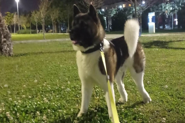 İzmir’de köpeği tekmeleyerek öldürdü