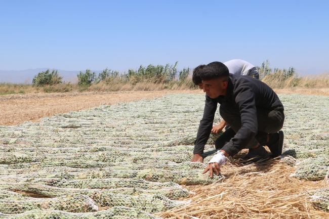 'El Nino' sıcağında tütün kurutma mücadelesi