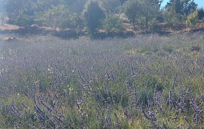 Mor turizme devlet desteğiyle kavuştu