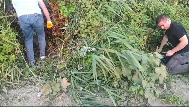 Bursa'da öldürülen köpeğin yavruları bulundu