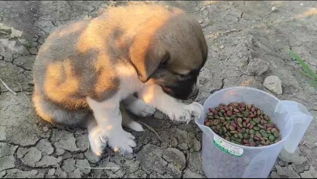 Bursa'da öldürülen köpeğin yavruları bulundu