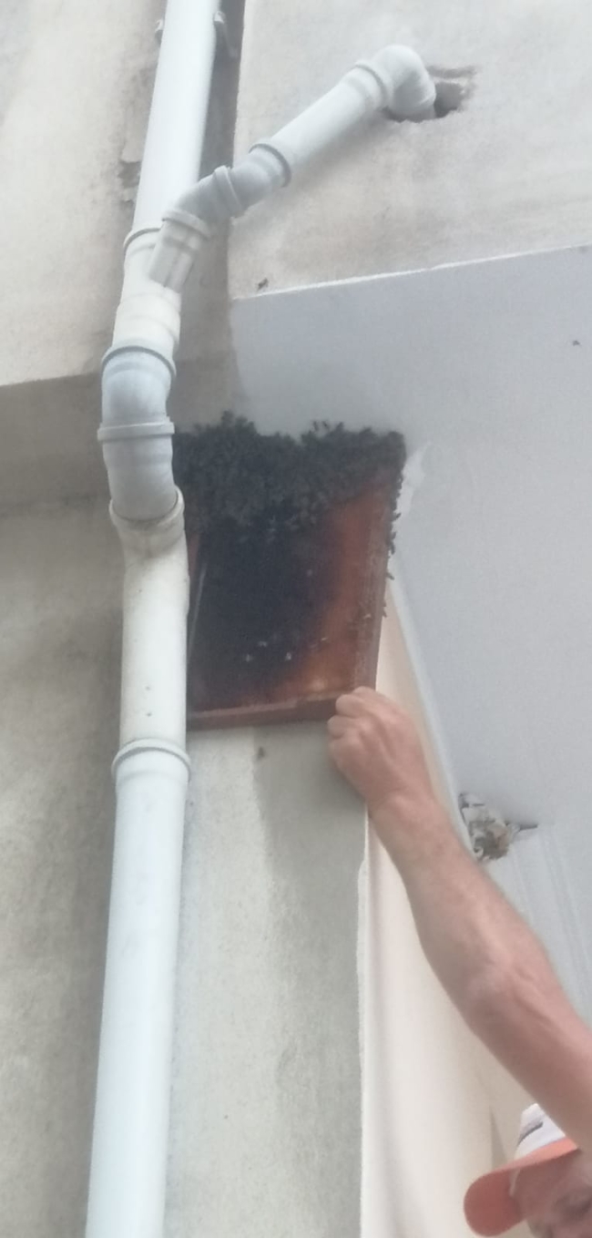 Bursa'da oğul veren arılar balkonu sardı