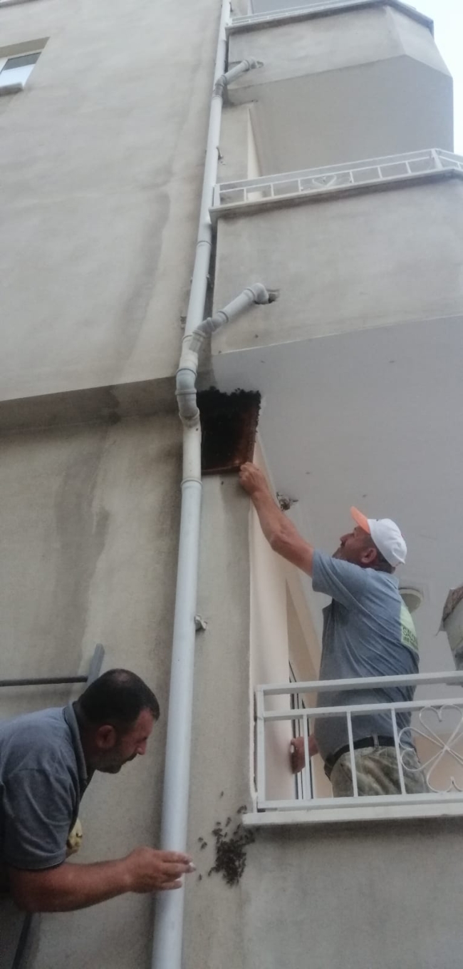 Bursa'da oğul veren arılar balkonu sardı