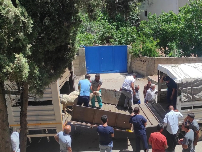 Adıyaman’da 254 baş hayvan dağıtıldı