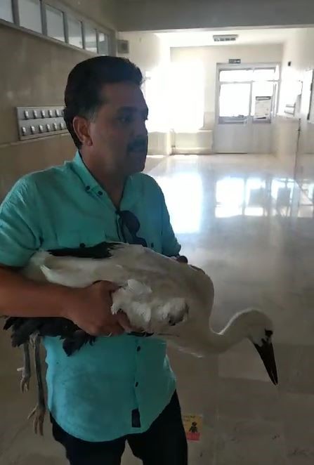 Yavru leylek için kendisini tehlikeye attı