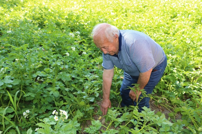 Erzincan'da patates projesi başarıyla uygulanıyor