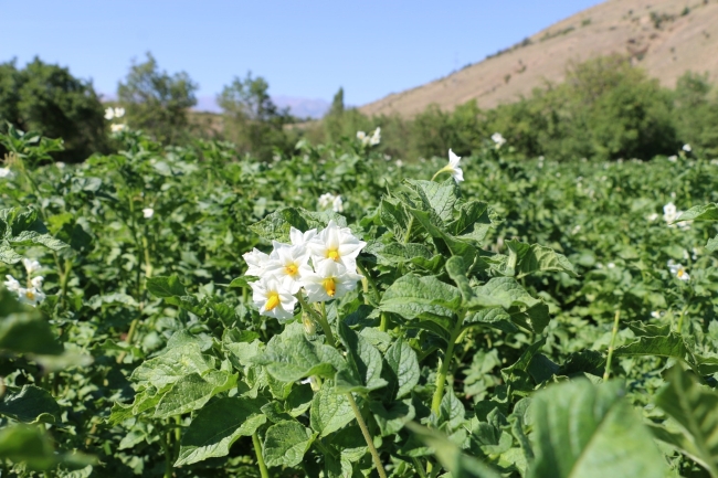 Erzincan'da patates projesi başarıyla uygulanıyor
