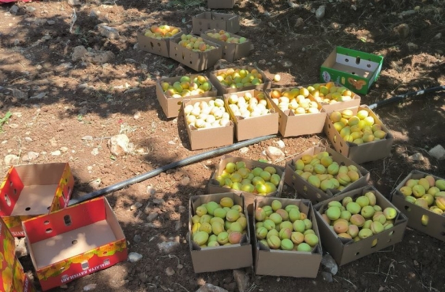 Malatya'da kayısı hasadı sürüyor