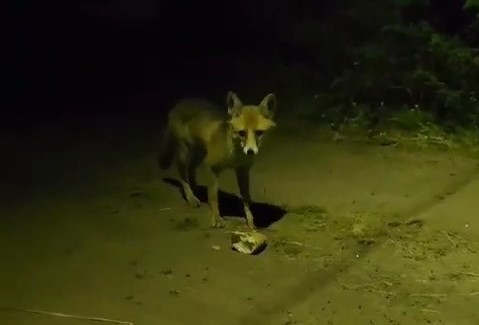 Bursa'da tilki, vatandaşın ellerinden ekmek yedi