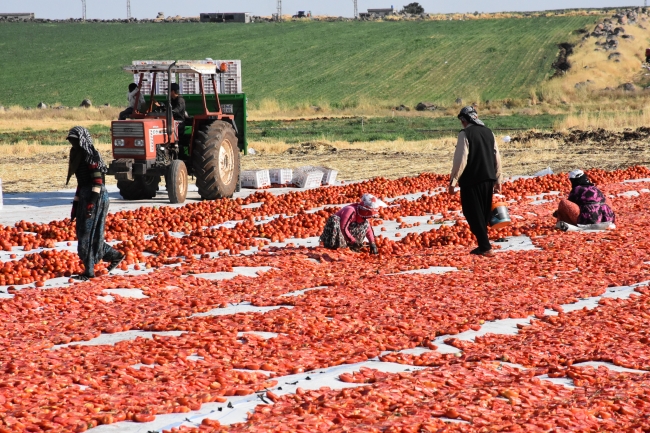 Siverek'in kurutmalık domatesleri dünya pazarında