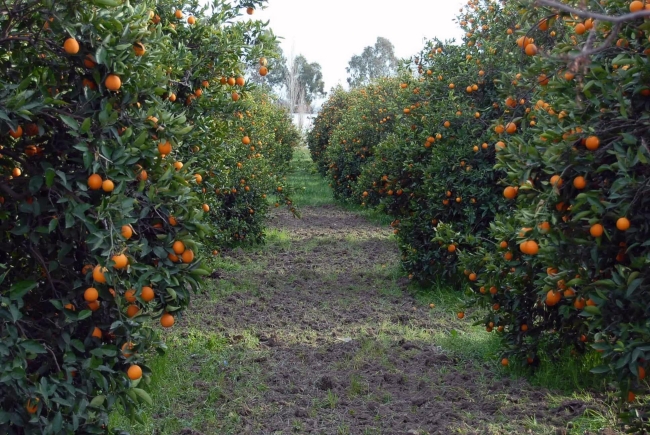 Limon üreticileri, bu yılki sezondan umutlu