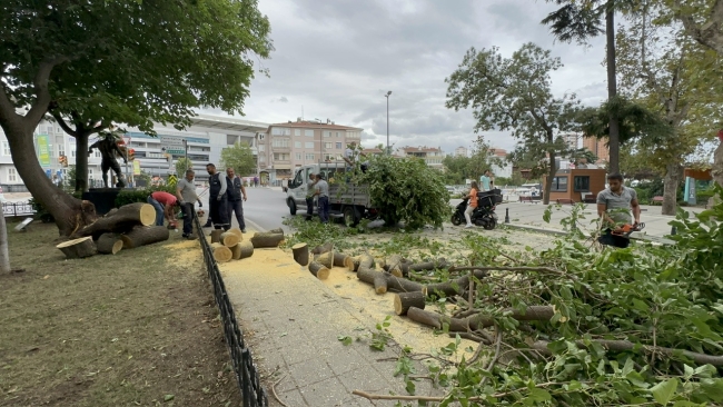Kadıköy'de rüzgar nedeniyle ağaç devrildi
