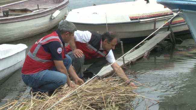 Göletlere 1 milyon 143 bin yavru balık bırakıldı
