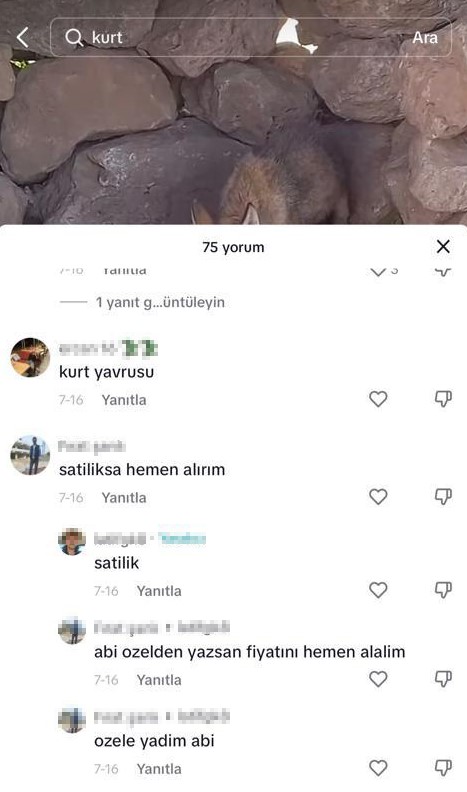 Yavru kurt satışı yapan kişiye ceza