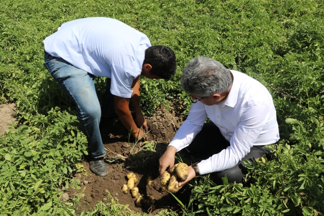 Patates tohumu desteği yapıldı