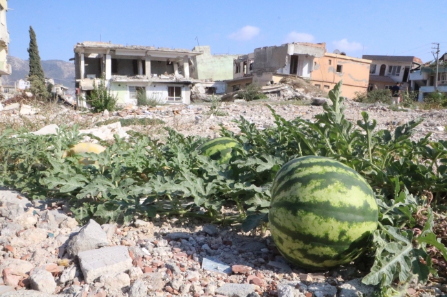 Enkazda yetişen kavun ve karpuzda hasat