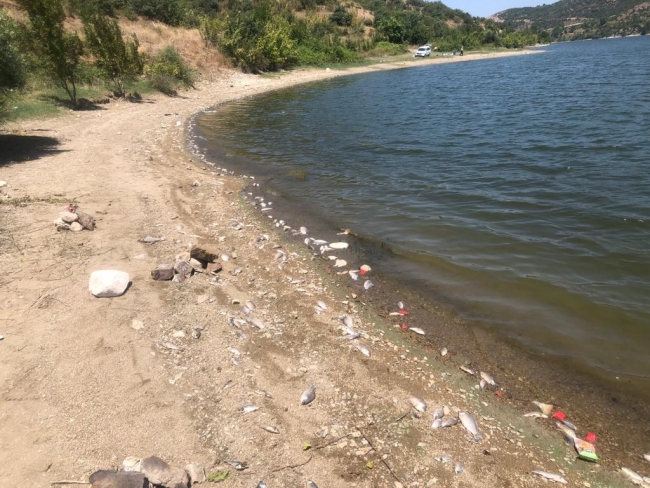 Boğazköy Barajı'nda ölü balıklar karaya vurdu