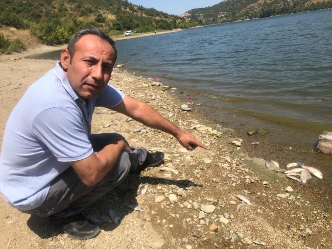 Boğazköy Barajı'nda ölü balıklar karaya vurdu
