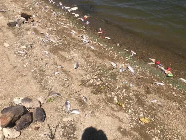Bursa'da baraj gölünde ölen balıklar karaya vurdu