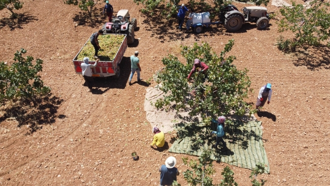 'Yeşil altın'da hasat başladı