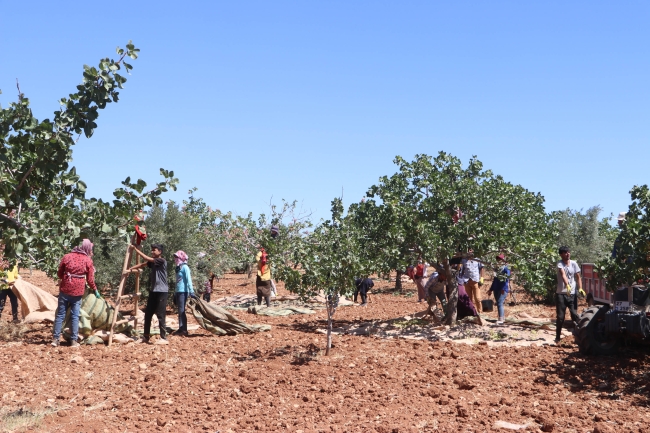 'Yeşil altın'da hasat başladı
